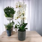 Orquídea Artificial Blanca con Maceta 72 cm